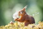 Autor: Geert Weggen, Comedy Wildlife Photography Awards 2019