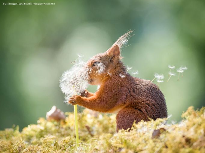 Finalisté soutěže Comedy Wildlife Photography Awards 2019