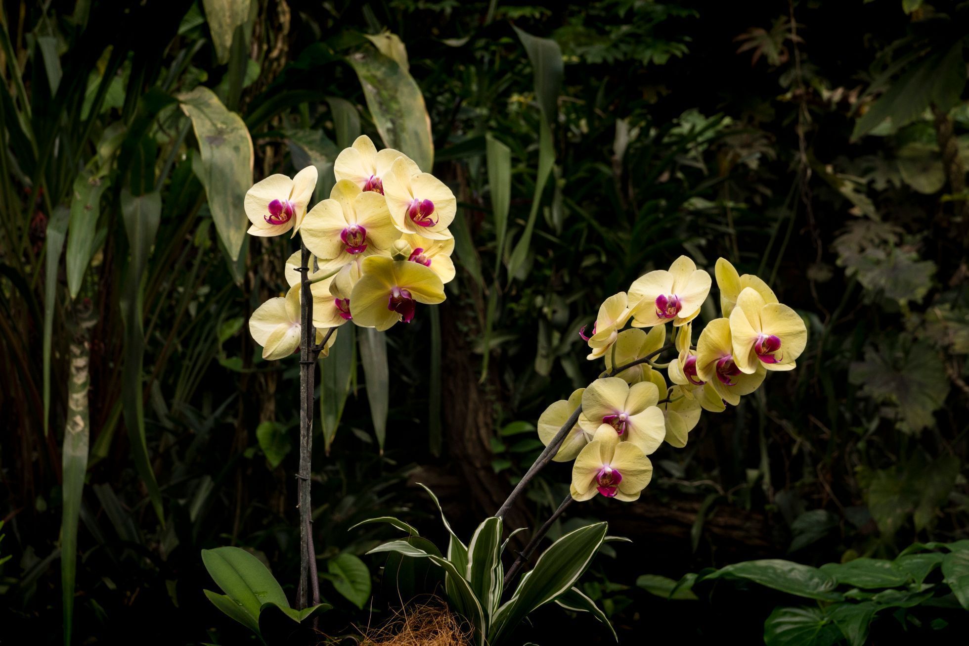 Výstava orchidejí v botanické zahradě