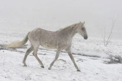 Opilému vozkovi se na náledí splašil kůň. Zranil chodce