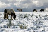 Koně hledají pastvu v prvním sněhu. Švýcarsko, poblíž Lausanne.