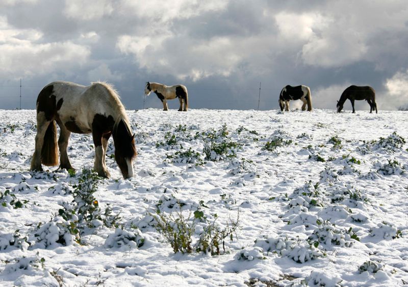 Koně sněhuláci