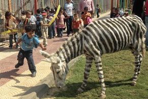 Chudá zoo přemalovala osly na zebry
