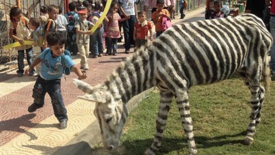 Chudá zoo přemalovala osly na zebry