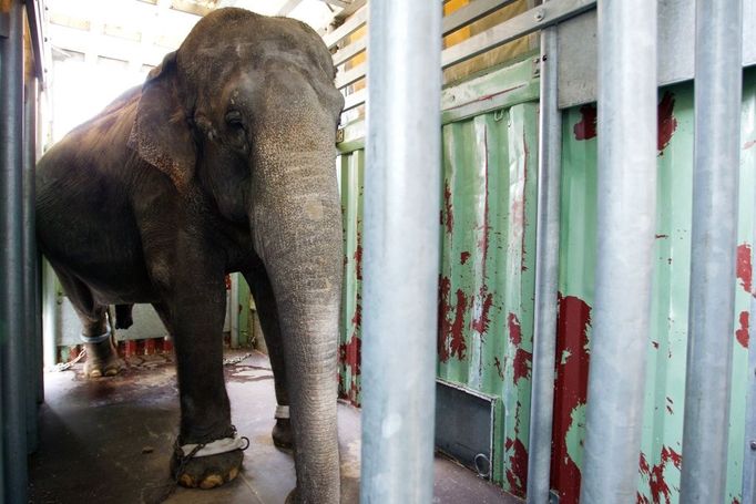 Gulab i Shanti dostaly na zklidnění anestetika. Za pomoci Royových zkušeností, navijáků, řetězů a silných paží zaměstnanců zoo se je postupně obě podařilo dostat do speciálně upraveného přepravního kontejneru.