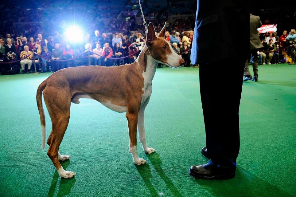 Výstava psů v New Yorku