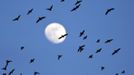 The moon is seen as a flock of starlings fly over an agricultural field near the southern Israeli city of Netivot January 24, 2013. REUTERS/Amir Cohen (ISRAEL - Tags: ANIMALS ENVIRONMENT) Published: Led. 24, 2013, 6:34 odp.