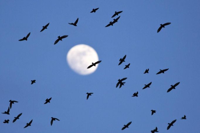 The moon is seen as a flock of starlings fly over an agricultural field near the southern Israeli city of Netivot January 24, 2013. REUTERS/Amir Cohen (ISRAEL - Tags: ANIMALS ENVIRONMENT) Published: Led. 24, 2013, 6:34 odp.