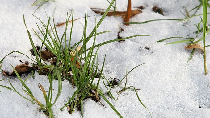 Tráva pod sněhovou pokrývkou.