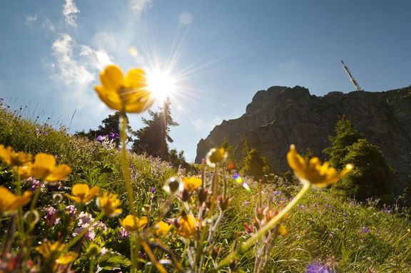 Alpská květinová zahrada