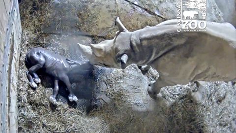 Kamera zachytila porod nosorožce. Mládě udělalo první krůčky už za hodinu a půl