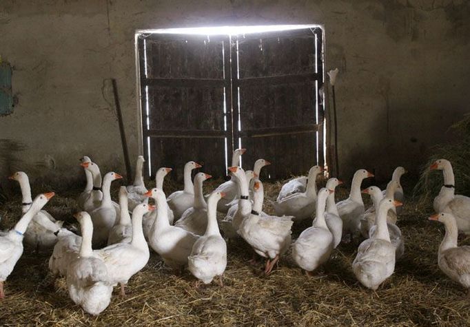 Na farmě chovají přes pět tisíc hus. Ročně se zde vylíhne až osmdesát tisíc housat. "Jestli bude zakázán prodej drůbeže na trzích, nebudu vědět co s dvaceti tisíci housaty," odhaduje Roule.