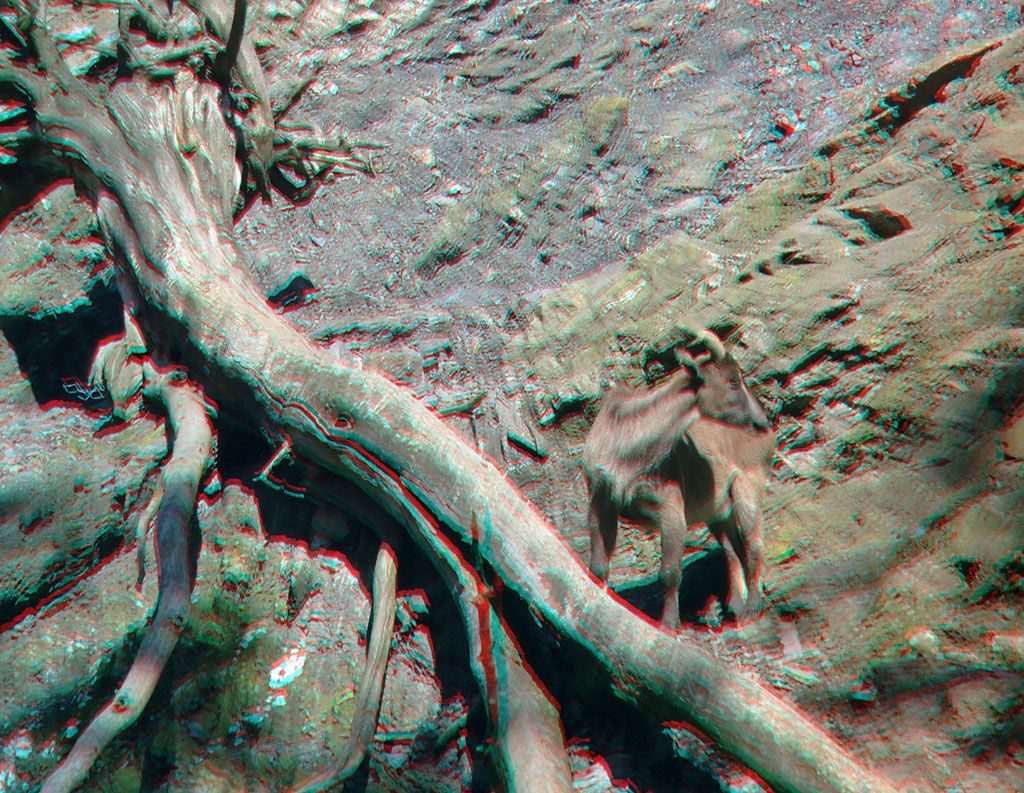 ZOO 3D