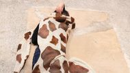 Eva Koťátková, Srdce žirafy v zajetí je o dvanáct kilo lehčí, Benátky, 2024