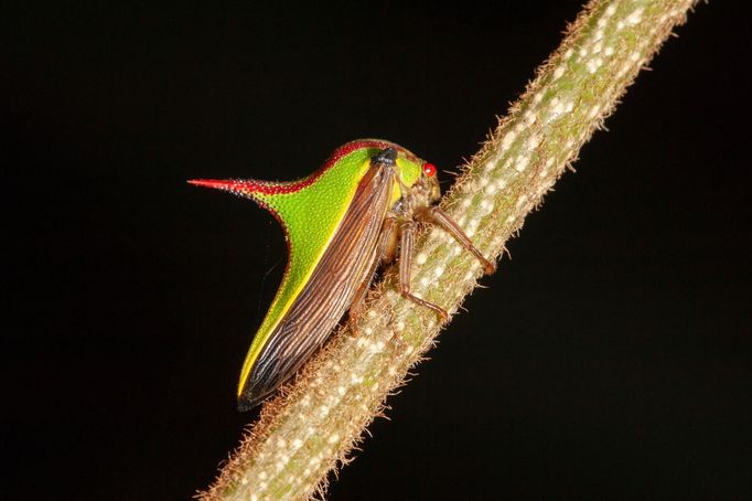 Ostnohřbetka (Umbonia crassicornis)