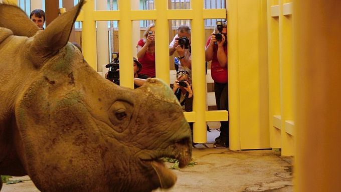 Loni se plzeňská zoo stala první v Česku, která chová nosorožce indického