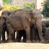 Sloni v pražské ZOO