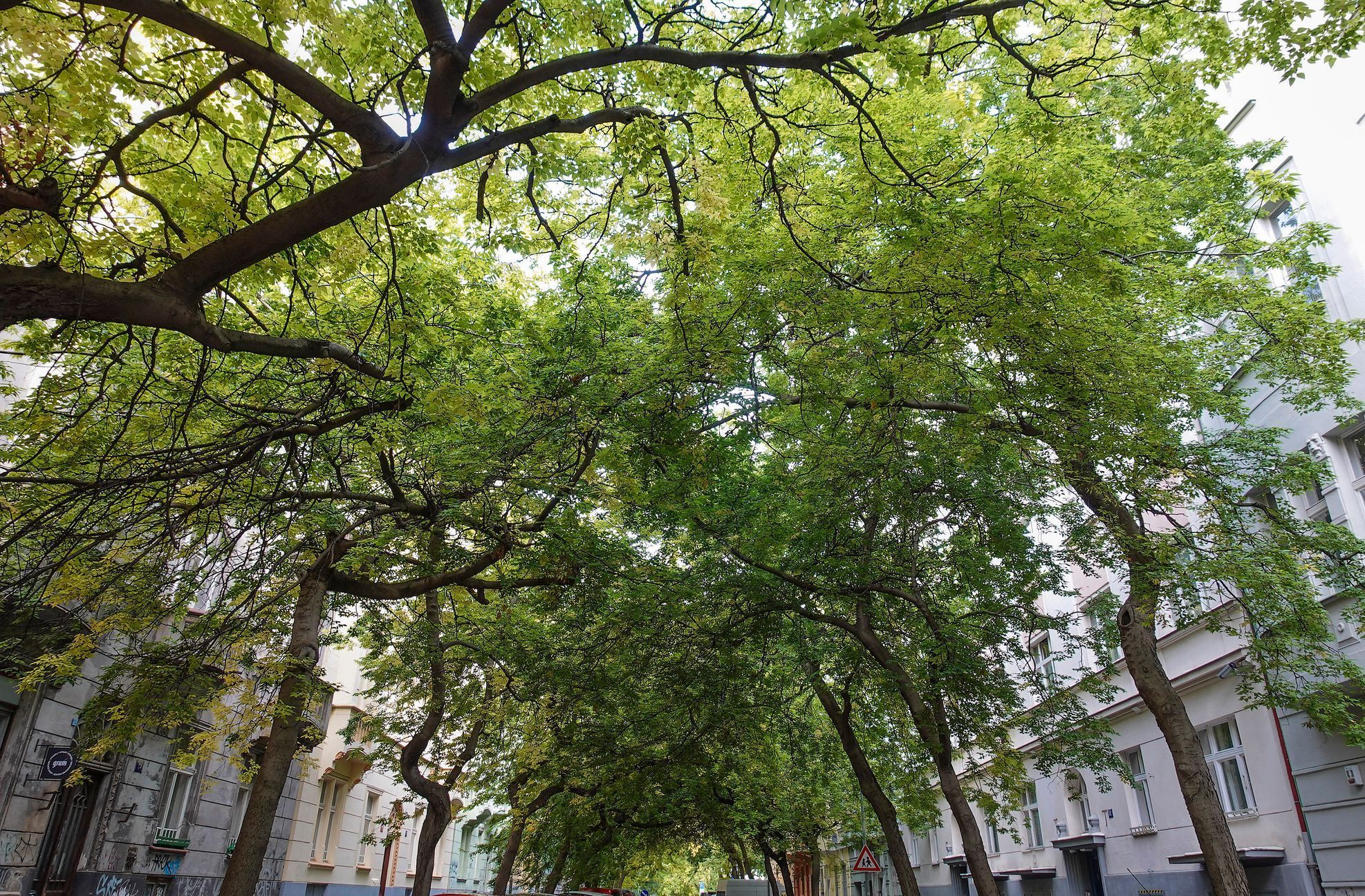 Soutěžní snímky Alej roku 2022