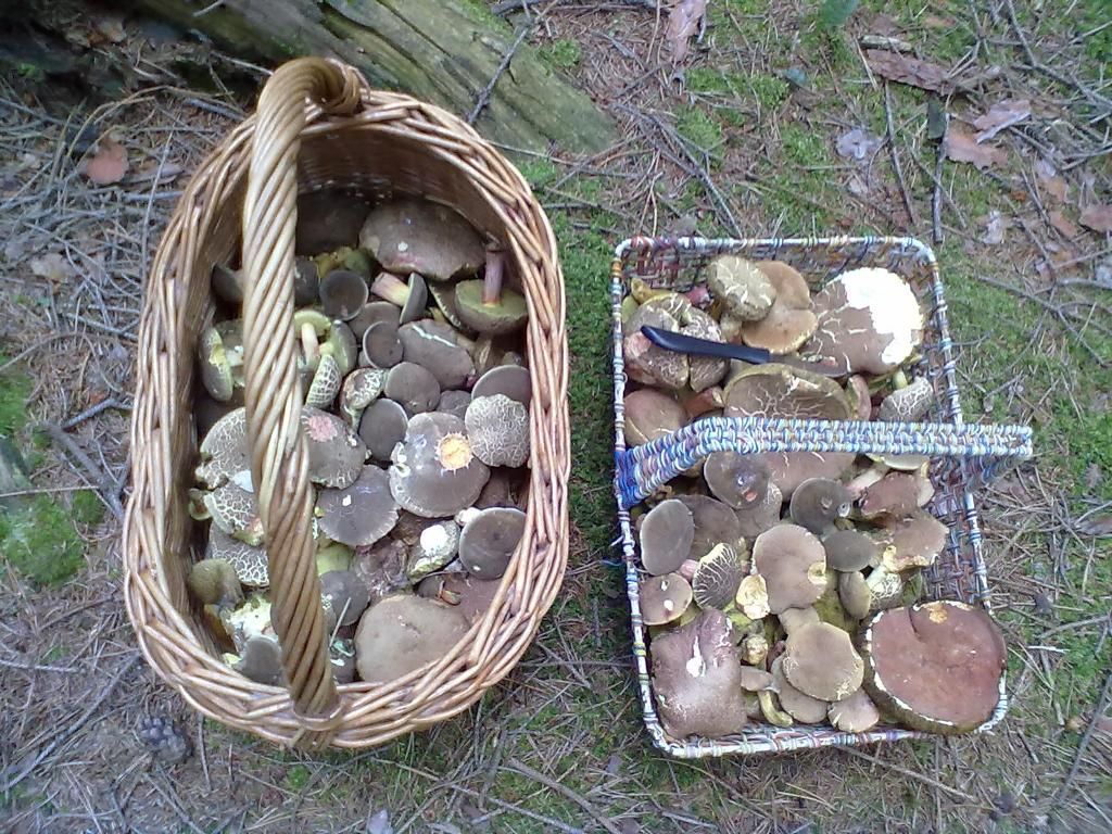 Fotosoutěž: Houby 2002 (srpen) xxx Božena Huttová xxx !!!Nepoužívat v článcích!!!