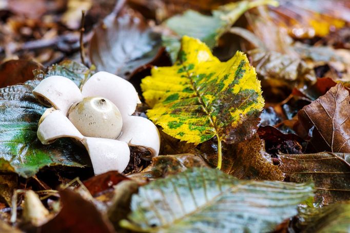 Hvězdovka trojitá (Geastrum triplex)