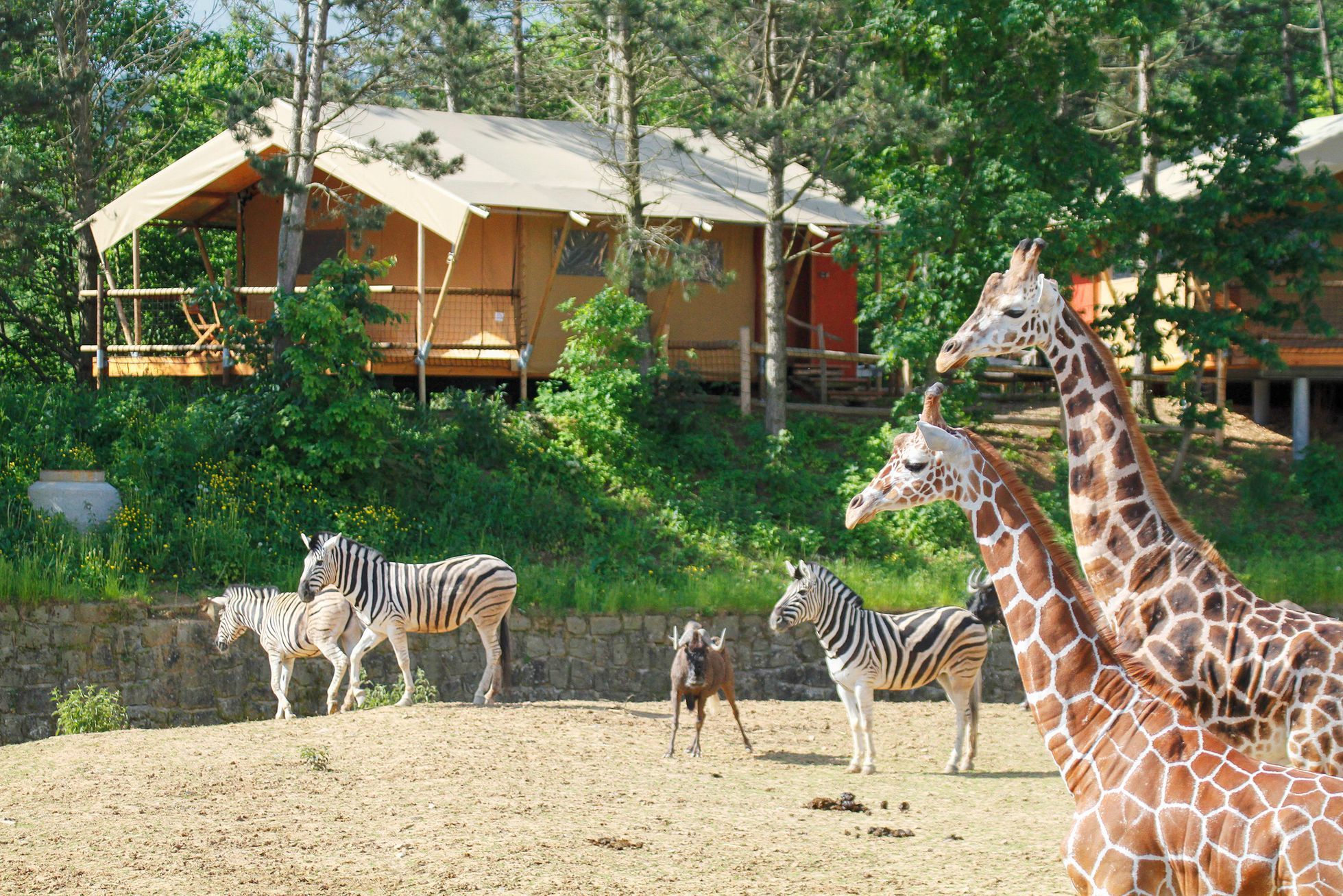 Jednorázové užití / Fotogalerie / ZOO Dvůr Králové je tu už 75 let. Podívejte se na snímky z její historie