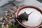 Rackovi, kterého vyplašili cyklisté, vypadla ze zobáku želva. Učinili unikátní objev
