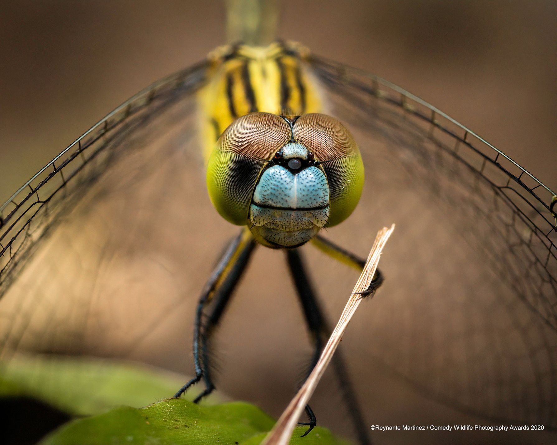 Vtipné fotky zvířat: Comedy Wildlife Photography Awards 2020