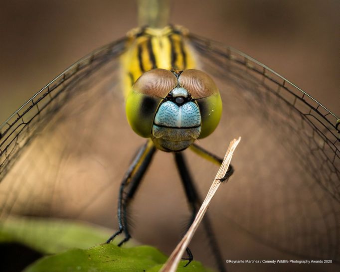 Vtipné fotky zvířat: Comedy Wildlife Photography Awards 2020