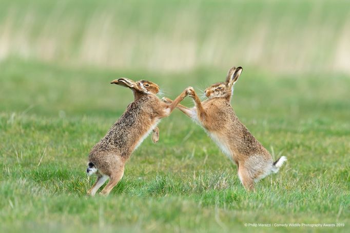 Finalisté soutěže Comedy Wildlife Photography Awards 2019