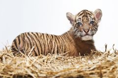 Pražská zoo se pyšní novým přírůstkem ohroženého tygra