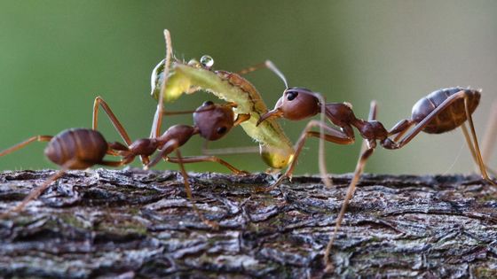 V lesích jižní Moravy je více housenek než v tropickém pralese, zjistili čeští vědci