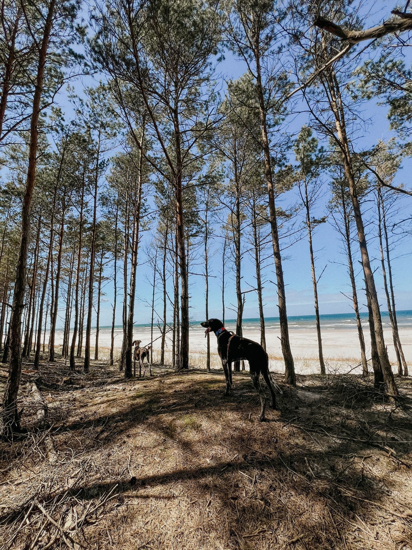 polsko balt hrad malbork pes moře