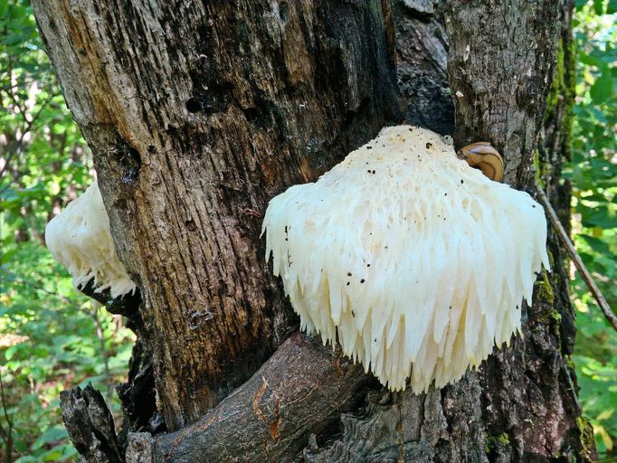 Korálovec ježatý (Hericium erinaceus)