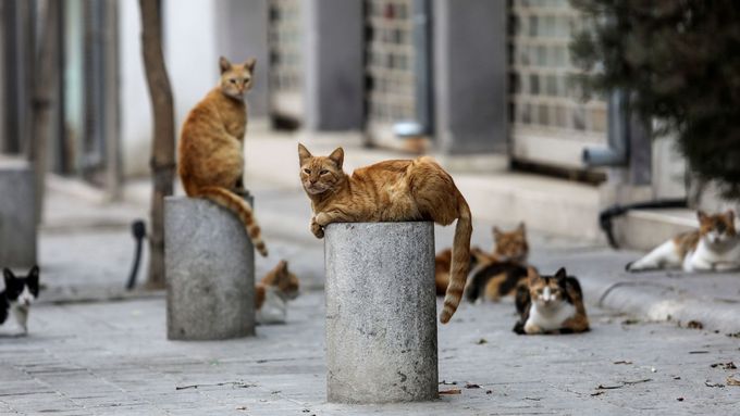 Kočky na ulicích ve staré části kyperského hlavního města Nikósie