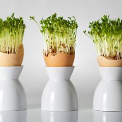 Velikonoční osení