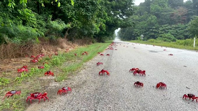 Každoroční krabí migrace zaplavila silnice Vánočního ostrova