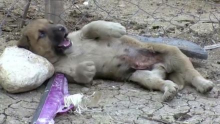 Nohama vzhůru nad ropným vrtem. Chlapec zachránil ropou zmáčené štěně