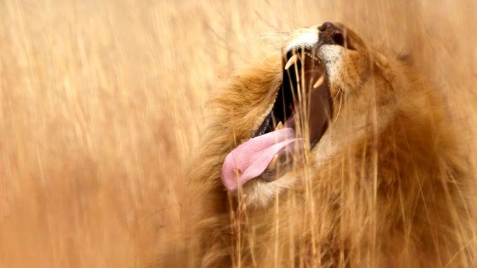 Stát se ošetřovatelem exotických zvířat nemusí být už jen dětským snem