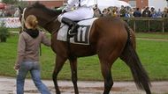 Favorit pardubického St. Leger Ready for Life před dostihem, v němž sedlaný žokejem Janem Rájou obsadil druhé místo.