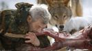 Wolf researcher Werner Freund bites into a deer cadaver next to a Mongolian wolf in an enclosure at Wolfspark Werner Freund, in Merzig in the German province of Saarland January 24, 2013. Freund, 79, a former German paratrooper, established the wolf sanctuary in 1972 and has raised more than 70 animals over the last 40 years. The wolves, acquired as cubs from zoos or animal parks, were mostly hand-reared. Spread over 25 acres, Wolfspark is currently home to 29 wolves forming six packs from European, Siberian, Canadian, Artic and Mongolian regions. Werner has to behave as the wolf alpha male of the pack to earn the other wolves respect and to be accepted. Picture taken January 24, 2013. REUTERS/Lisi Niesner (GERMANY - Tags: ANIMALS SOCIETY) Published: Led. 26, 2013, 2:43 odp.