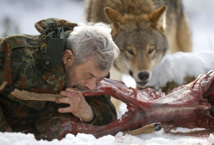 Wolf researcher Werner Freund bites into a deer cadaver next to a Mongolian wolf in an enclosure at Wolfspark Werner Freund, in Merzig in the German province of Saarland January 24, 2013. Freund, 79, a former German paratrooper, established the wolf sanctuary in 1972 and has raised more than 70 animals over the last 40 years. The wolves, acquired as cubs from zoos or animal parks, were mostly hand-reared. Spread over 25 acres, Wolfspark is currently home to 29 wolves forming six packs from European, Siberian, Canadian, Artic and Mongolian regions. Werner has to behave as the wolf alpha male of the pack to earn the other wolves respect and to be accepted. Picture taken January 24, 2013. REUTERS/Lisi Niesner (GERMANY - Tags: ANIMALS SOCIETY) Published: Led. 26, 2013, 2:43 odp.