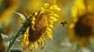 A bee collects pollen from a sunflower in a field at the southern Indian state of Tamil Nadu March 13, 2013. REUTERS/Babu (INDIA - Tags: ANIMALS) Published: Bře. 13, 2013, 10:23 dop.