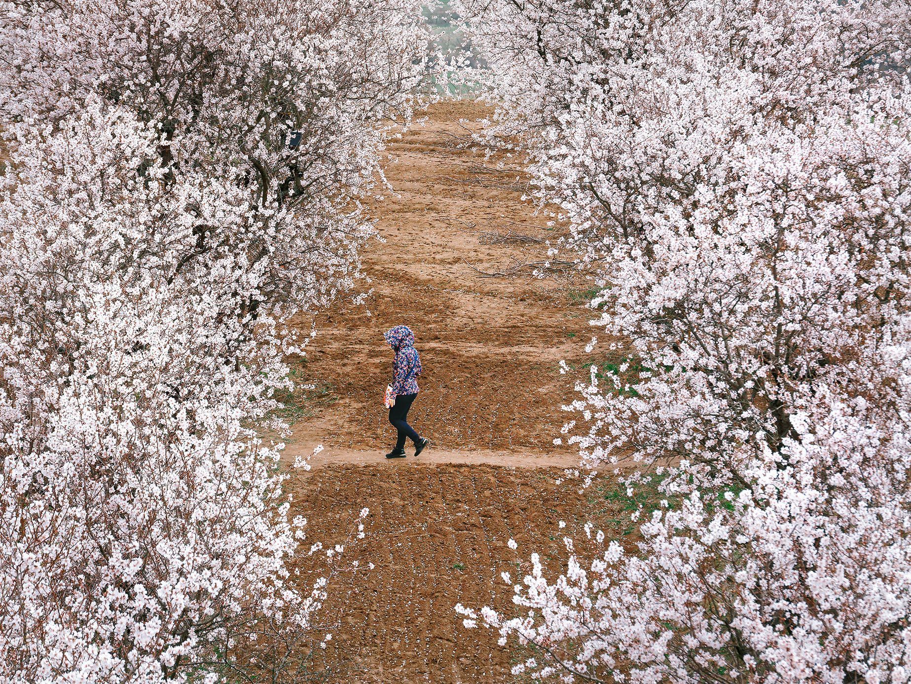 Mandloňové sady v Hustopečích v plném květu, březen 2024