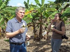 Jaroslav Doležel a jeho kolegyně Eva Hřibová při hodnocení plodů odrůd banánovníku pěstovaných v Ugandě.