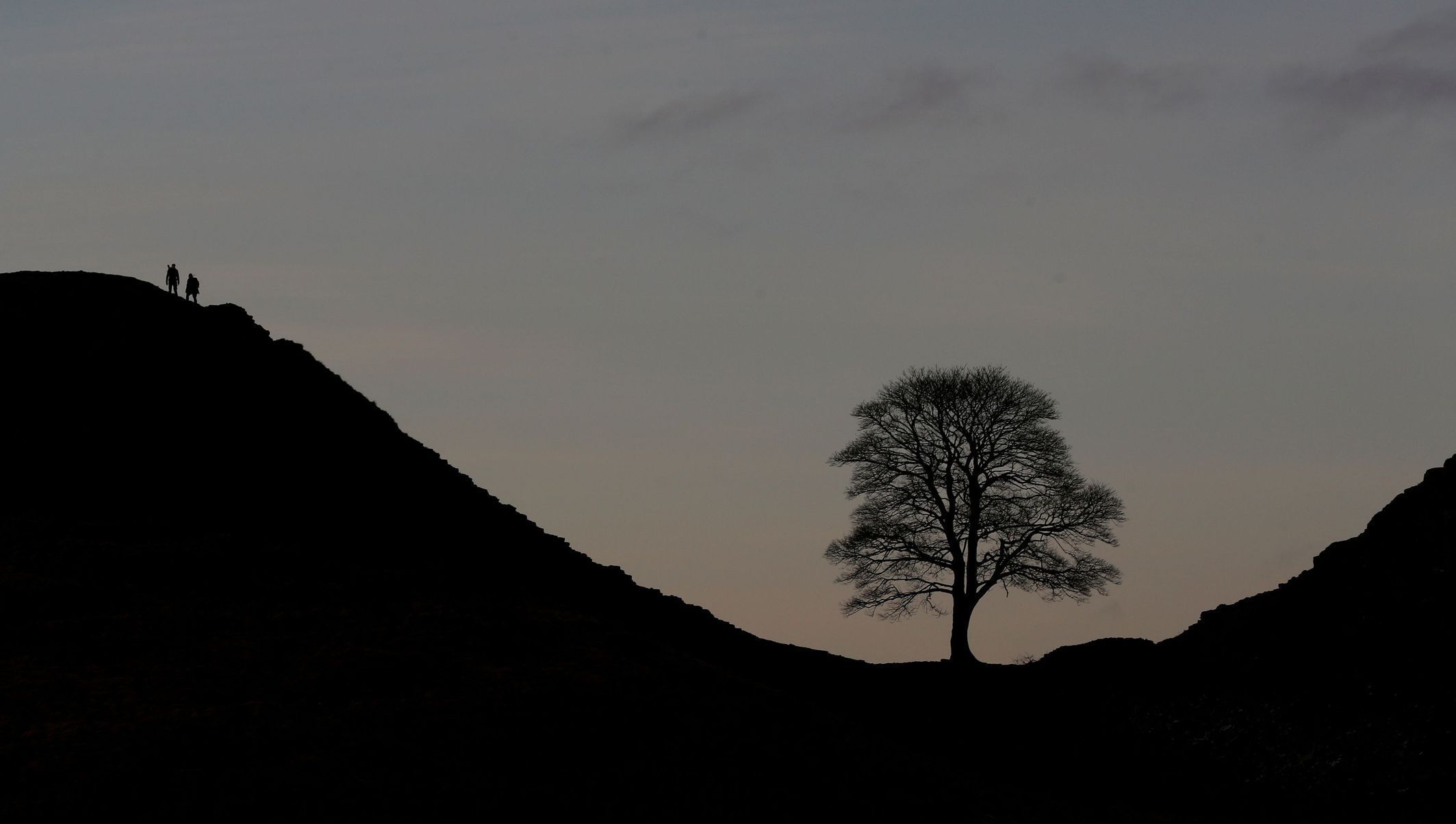 Sycamore gap, strom, Anglie