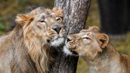 Lev indický, poddruh afrického lva pustinného. Na počátku křesťanského letopočtu žil i v Evropě. Nejblíže ku Praze se dostal k Dunaji. Na počátku jednadvacátého století jich žije ve volné přírodě kolem 500, na jediném místě v severozápadní Indii.