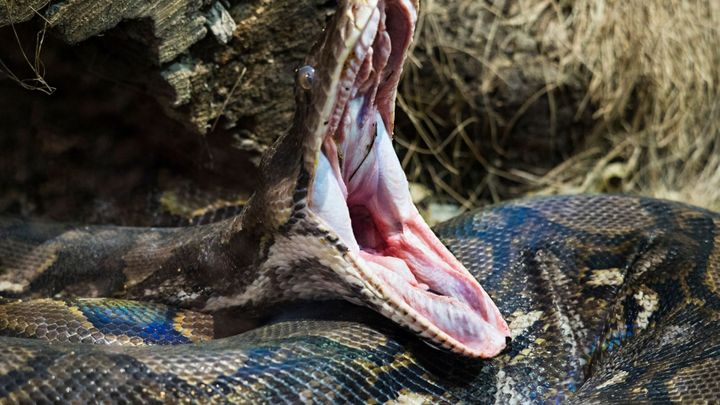V národní rezervaci na Floridě odchytili pětimetrovou krajtu. Měla v sobě 73 vajec