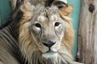 Návštěvník zoo na Hradecku strčil kvůli fotce ruce do klece. Lev ho napadl, muž skončil v nemocnici
