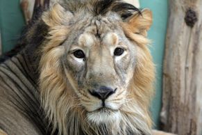 Obrazem: Pražská zoo má nové lvy z Indie. Lvíčata budou příští rok