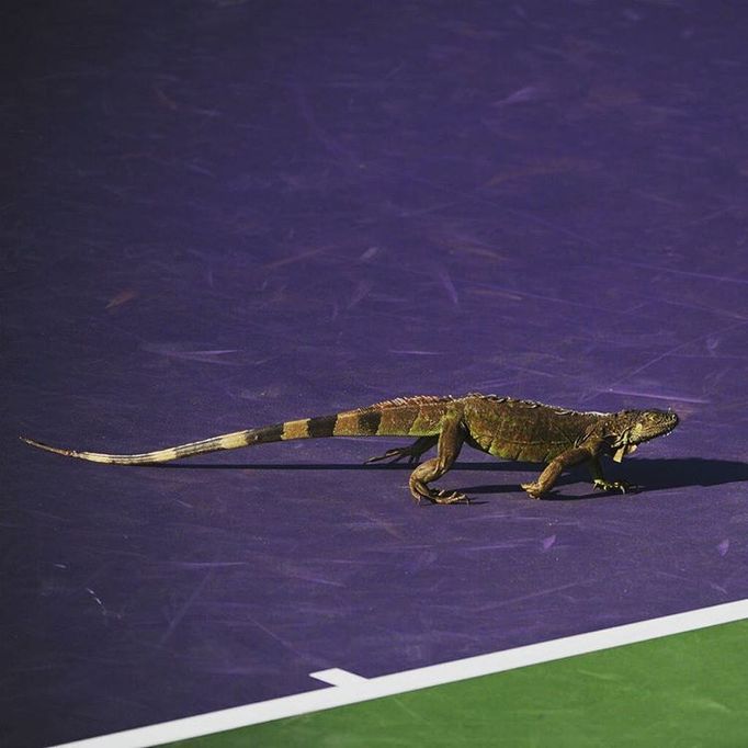 Miami Open Instagram (leguán)